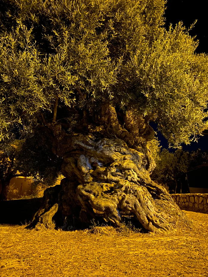 ancient greek olive tree