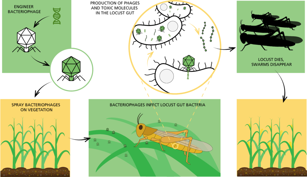 Essential oilsbased locusticides a step towards minimizing