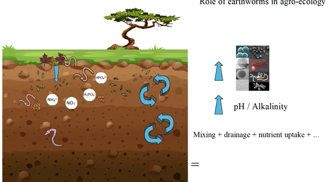 Healthy Soil
