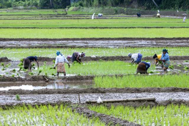 What went wrong with organic agriculture in Sri Lanka? - TheWaterChannel