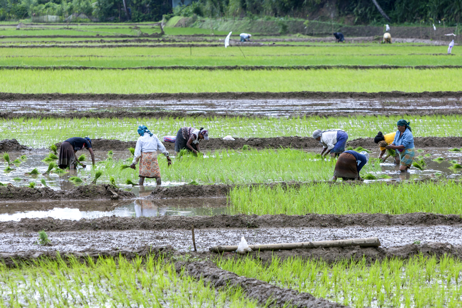 Agriculture Farms In Sri Lanka