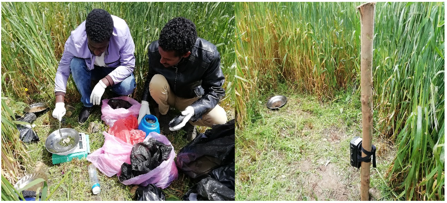 Establishing Ecological Based Rodent Management in Ethiopia - Part 2 ...