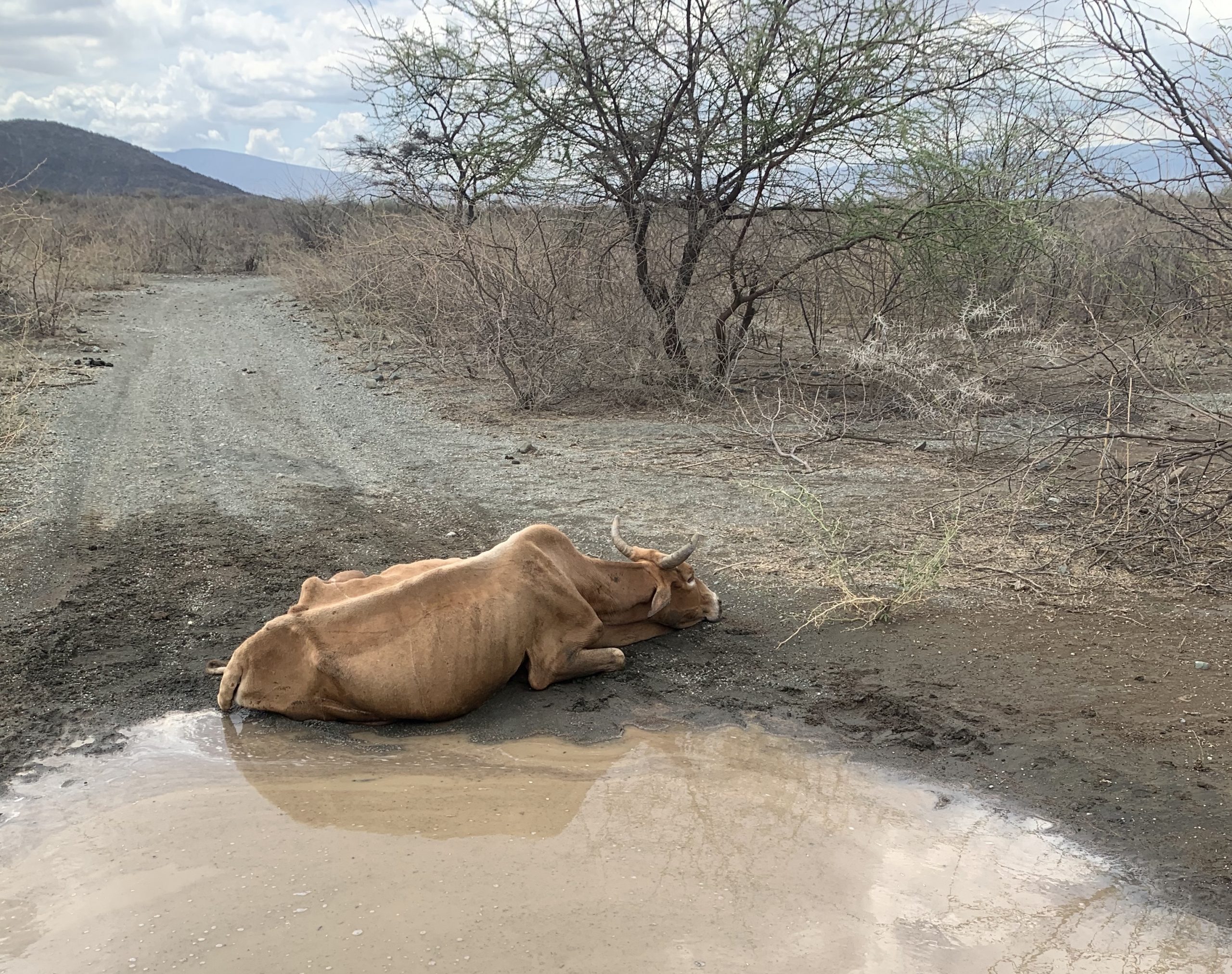 Postcard from Central Rift, Kenya (part 1). End of the tether: Four ...
