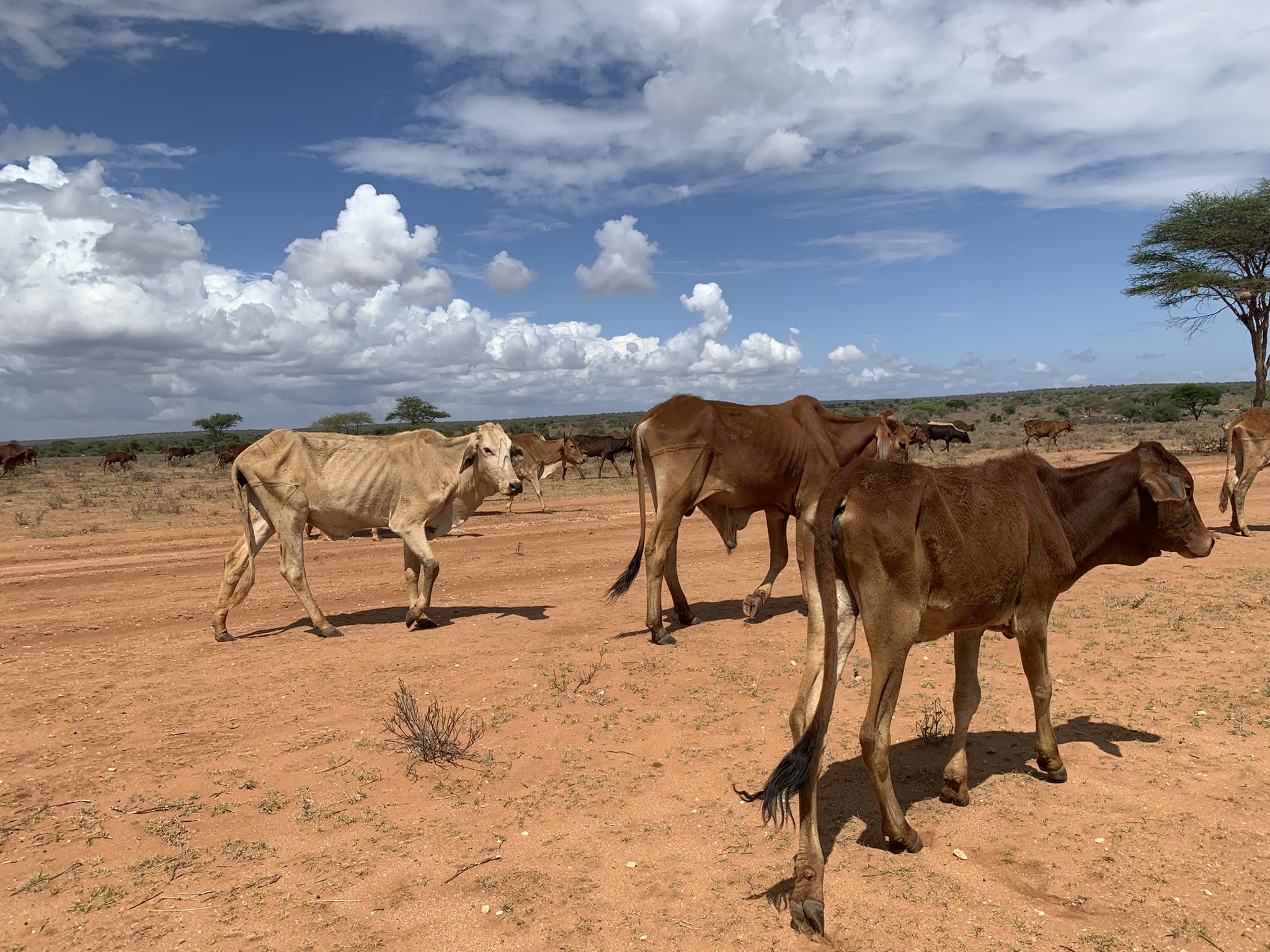 Postcard from Central Rift, Kenya (part 1). End of the tether: Four ...
