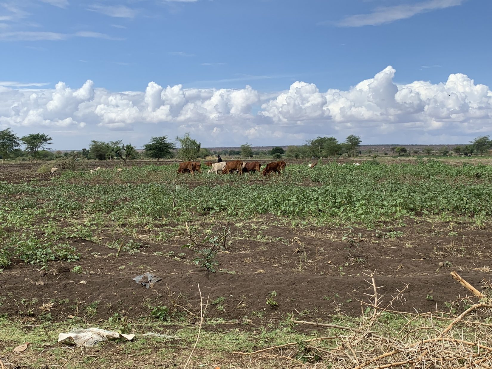 Postcard from Central Rift, Kenya (part 2). Shade but no grass ...