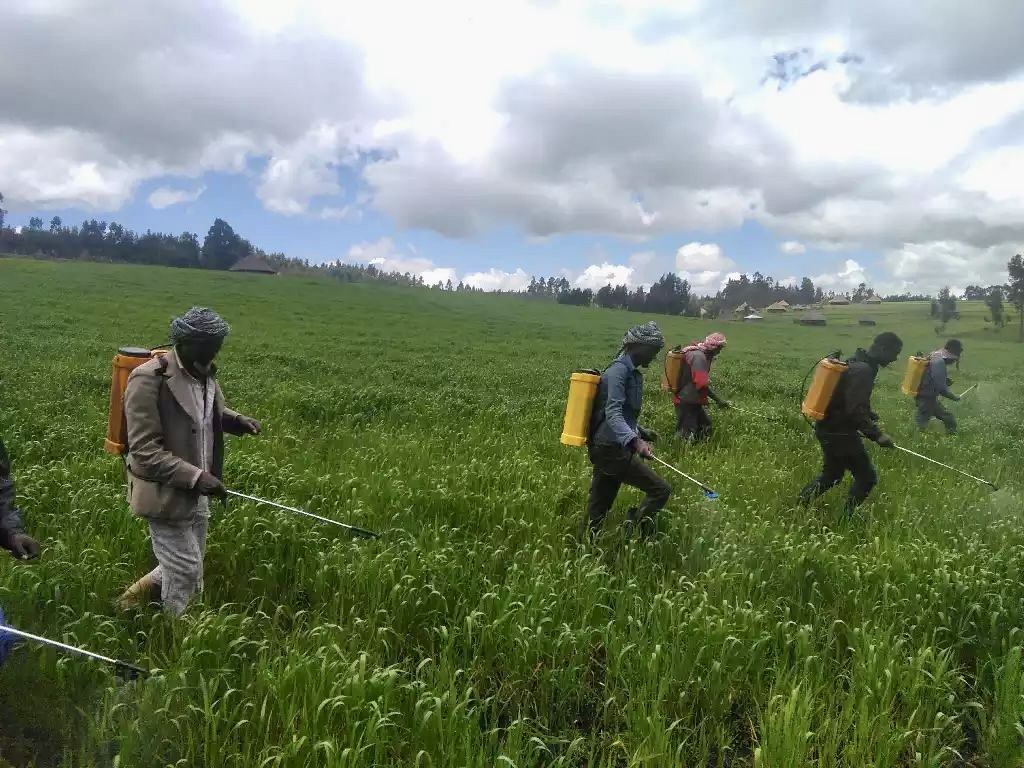 Revolutionizing Ethiopian Agriculture The Power of Homemade Liquid