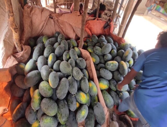 Watermelon production in Keonjhar, India