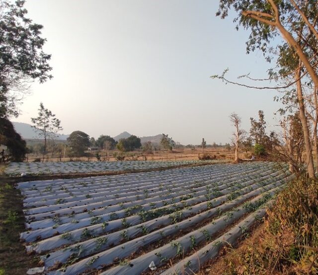 Watermelon fields in Keonjhar, India