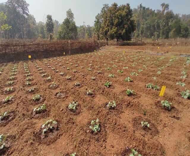 Watermelon fields in Keonjhar, India