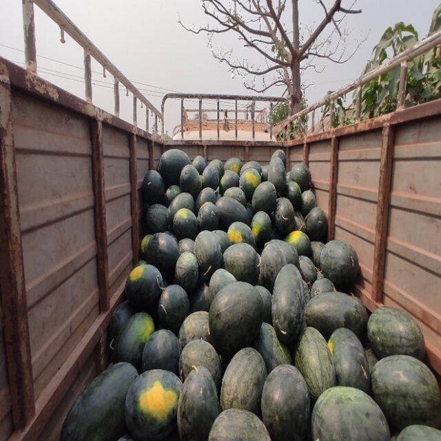 Watermelon harvest in Keonjhar, India