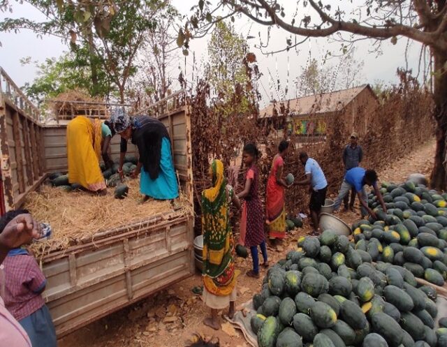 Tribal women of Keonjhar, India sorting out their watermelons