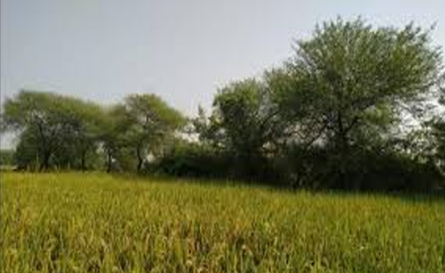 Hedges of Acacia