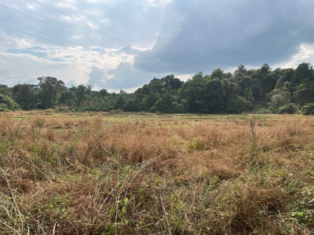 Agricultural field with forest in the horizont in Sindhudurg