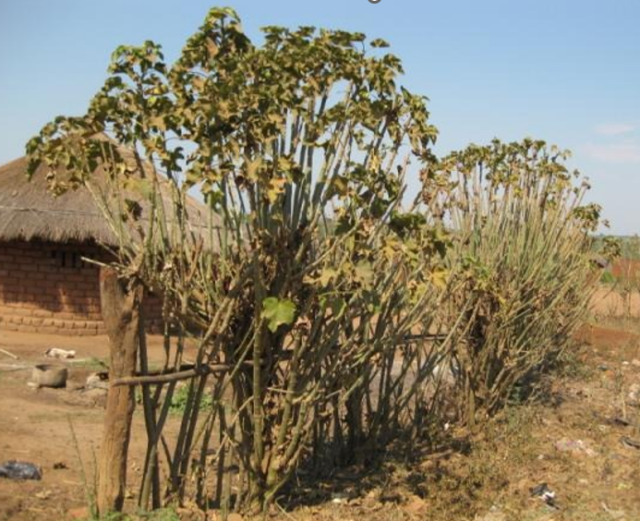 hedges for agricultural sustainability in India, fence of Jatropha