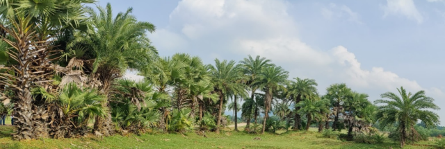 Palm tree hedge