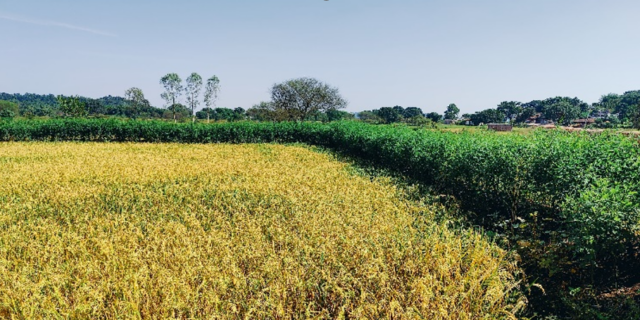 hedges for agricultural sustainability in India