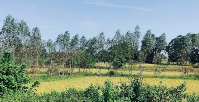 Hedges of eucalyptus