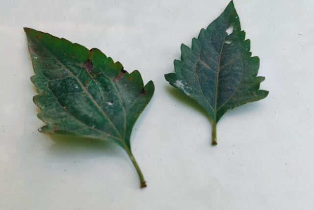 Chromolaena odorata for rodent bite treatment in Jharkhand