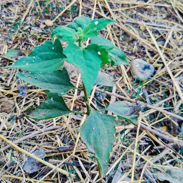 Chromolaena odorata for rodent bite treatment in Jharkhand