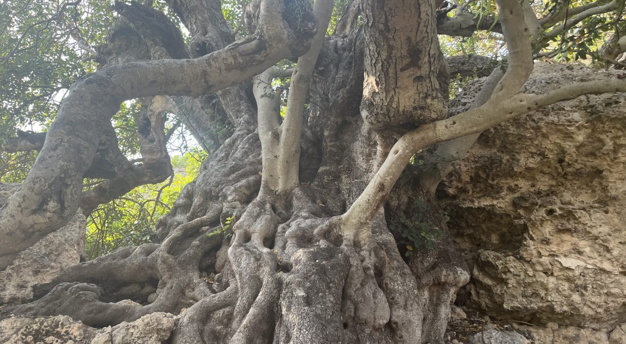 The millennial Carob tree in Xemxija Malta