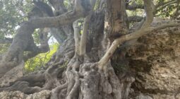 The millennial Carob tree in Xemxija Malta