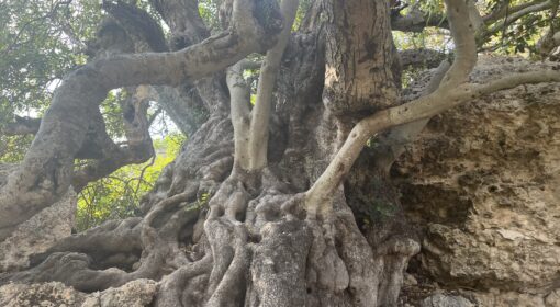 The millennial Carob tree in Xemxija Malta