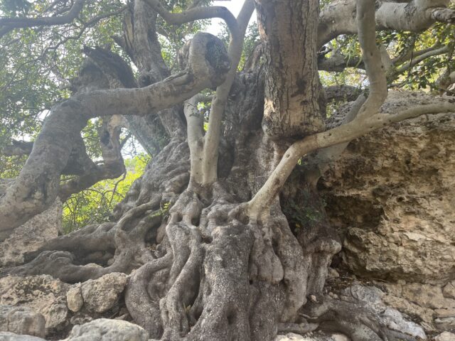 The millennial Carob tree in Xemxija Malta