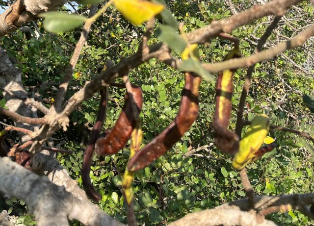 Carob tree pods or locust beans: the food of Saint John