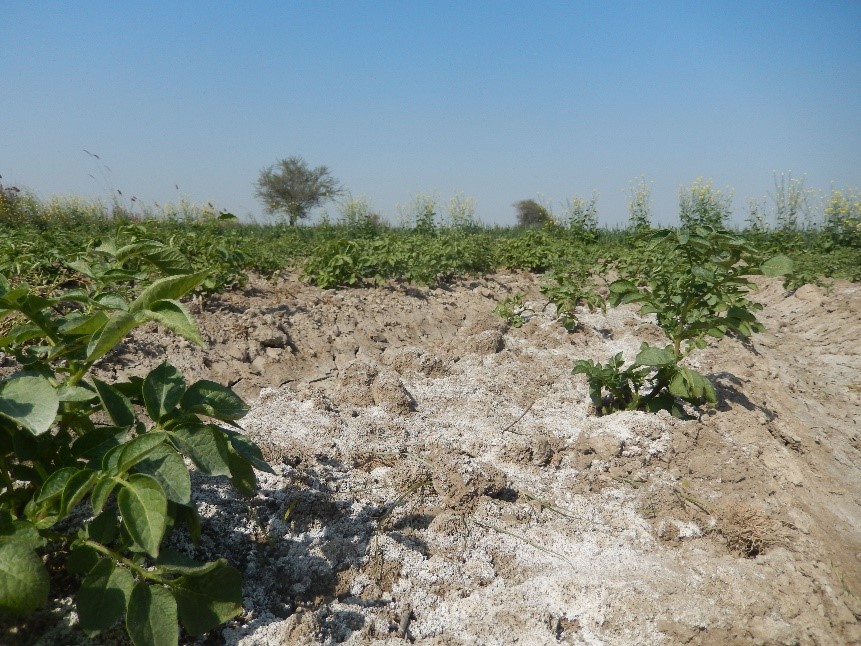 Increasing water productivity: Salt tolerant potatoes - TheWaterChannel